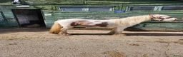 Irish Cob horses for sale: Gorgeous loving cob gelding 13hh - Advert 3