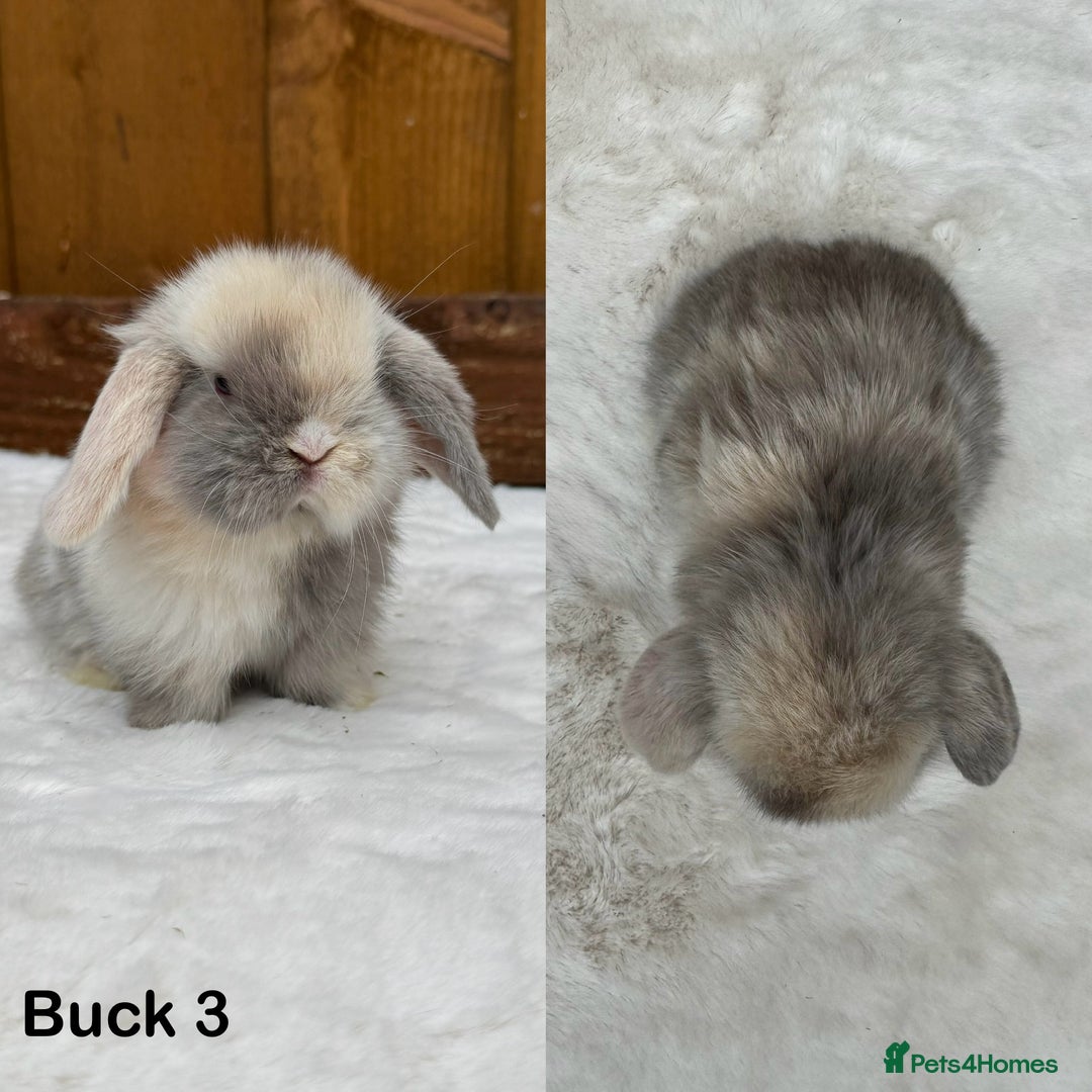 Mini Lop rabbits for sale: Purebred Harlequin Mini Lop Babies  - Image 3