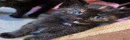 Mixed Breed cats for sale: 2 stunning kittens still available  - Advert 16