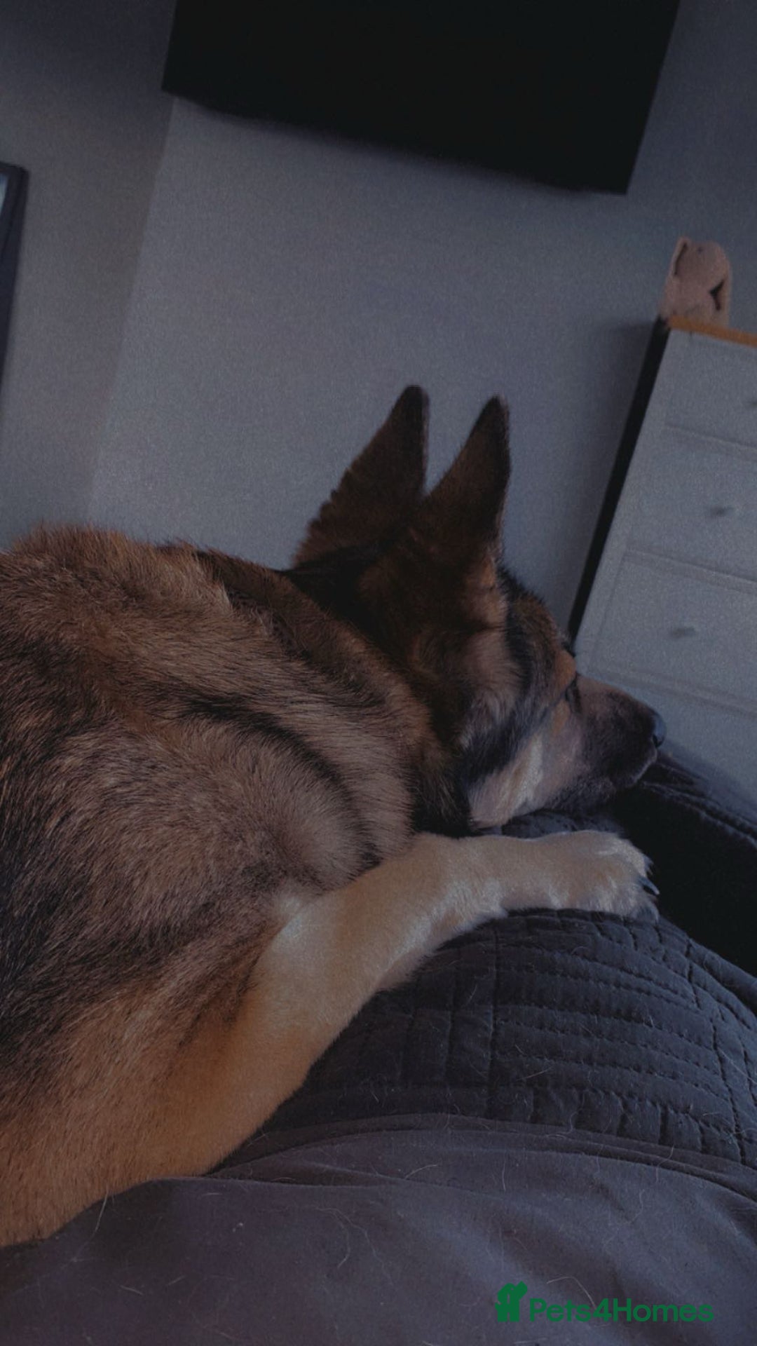 German Shepherd dogs for sale: River female German shepherd  - Advert 14