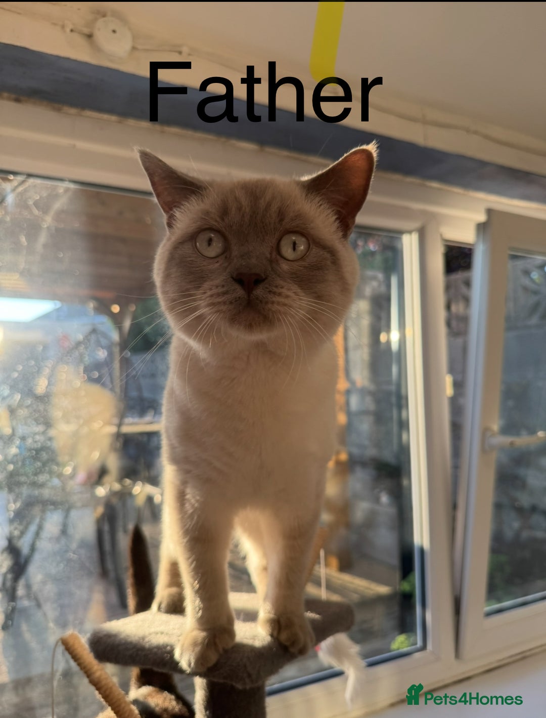 British Shorthair cats for sale: British Short Hair Chocolate kitten female  - Advert 3