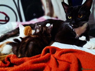 Mixed Breed cats 2 gorgeous kittens - Advert 1