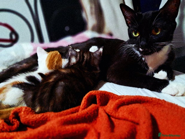 Mixed Breed cats 2 gorgeous kittens - Advert 2