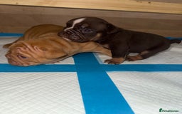 English Bulldog dogs for sale: Beautiful English bulldog puppy  - Image 13