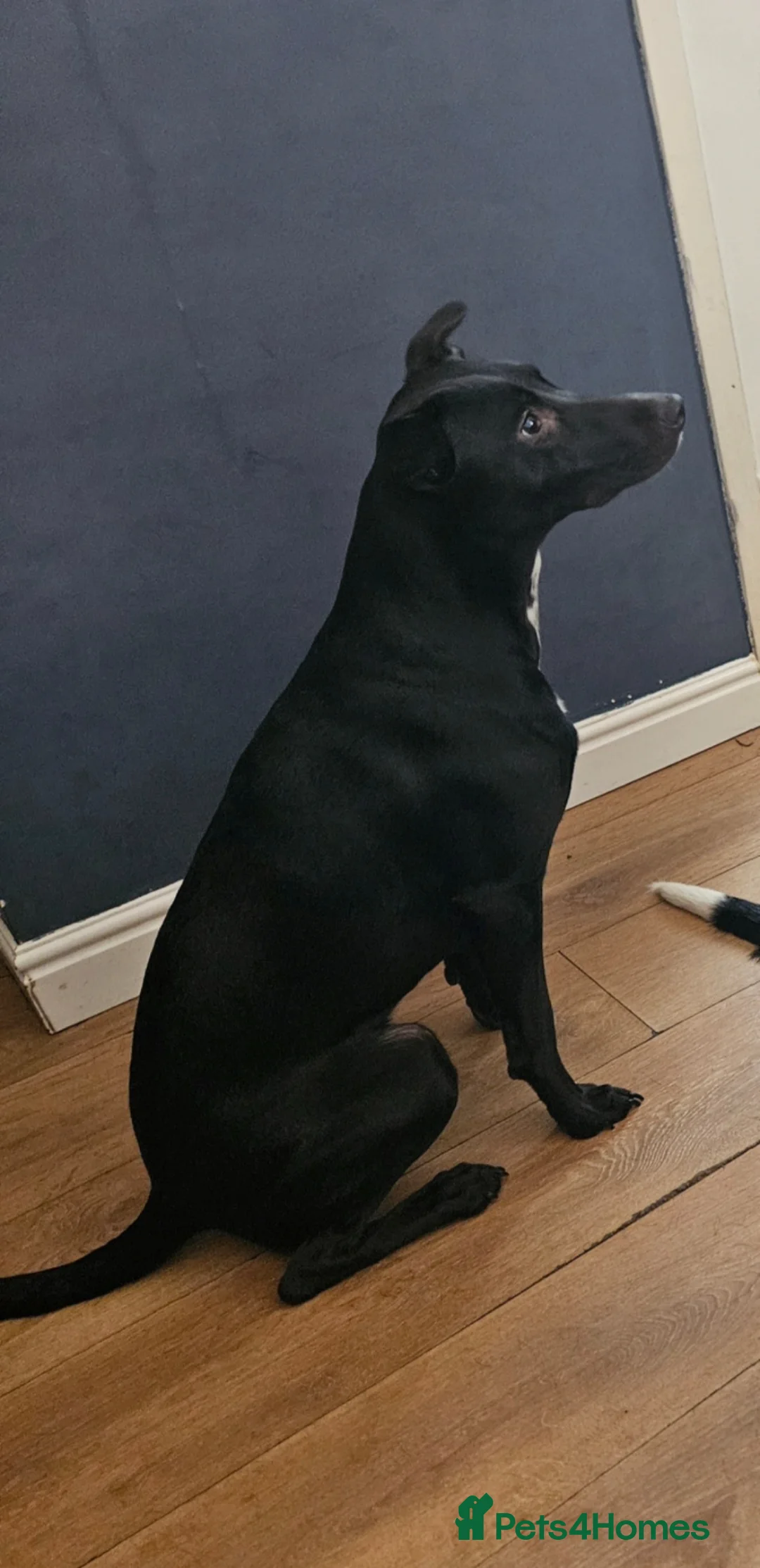 Mixed Breed dogs for stud: Collie x whippet - Advert 2