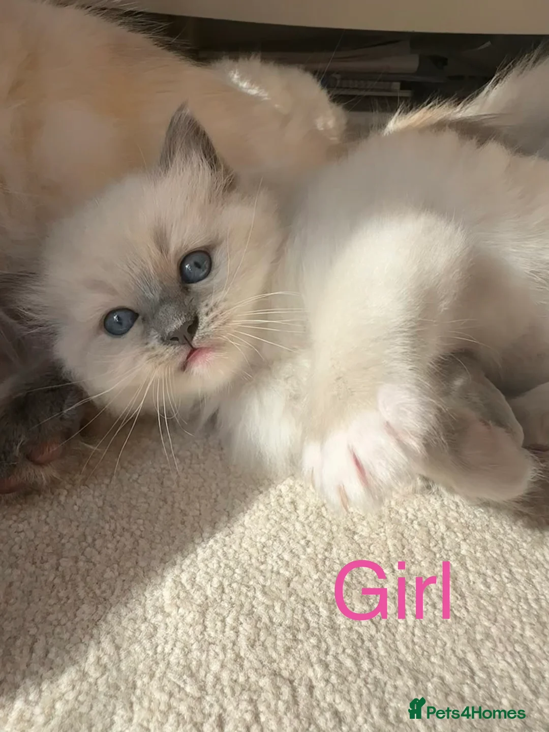 Ragdoll cats for sale: Beautiful Ragdoll kittens for sale - Advert 1