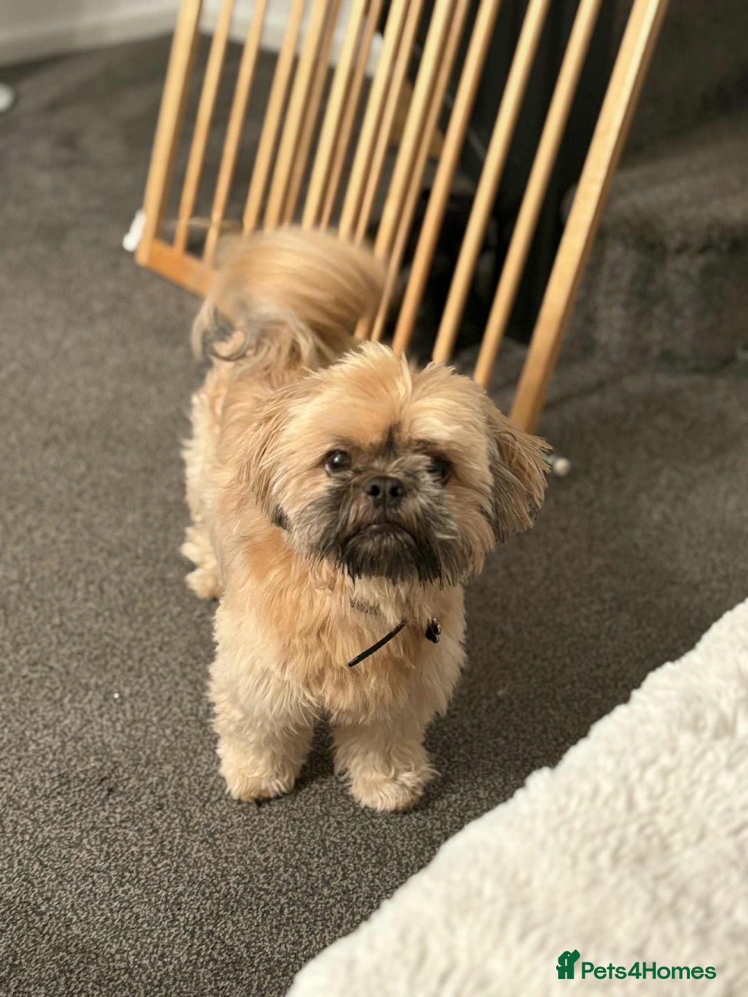 Shih Tzu dogs for sale: Shih tzu older boy - Advert 1