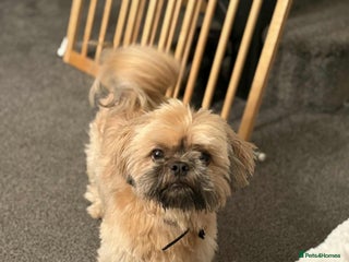 Shih Tzu dogs Shih tzu older boy - Advert 4