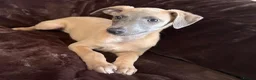 Whippet dogs for sale: Beautiful KC Registered Whippets  - Advert 19