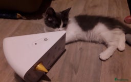 Ragcoon cats for sale: FINAL REDUCTION £300  Stunning, chunky ragcoons  - Image 17