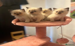 Ragdoll cats for sale: Christmas Ragdoll kitten dolls available  - Image 13