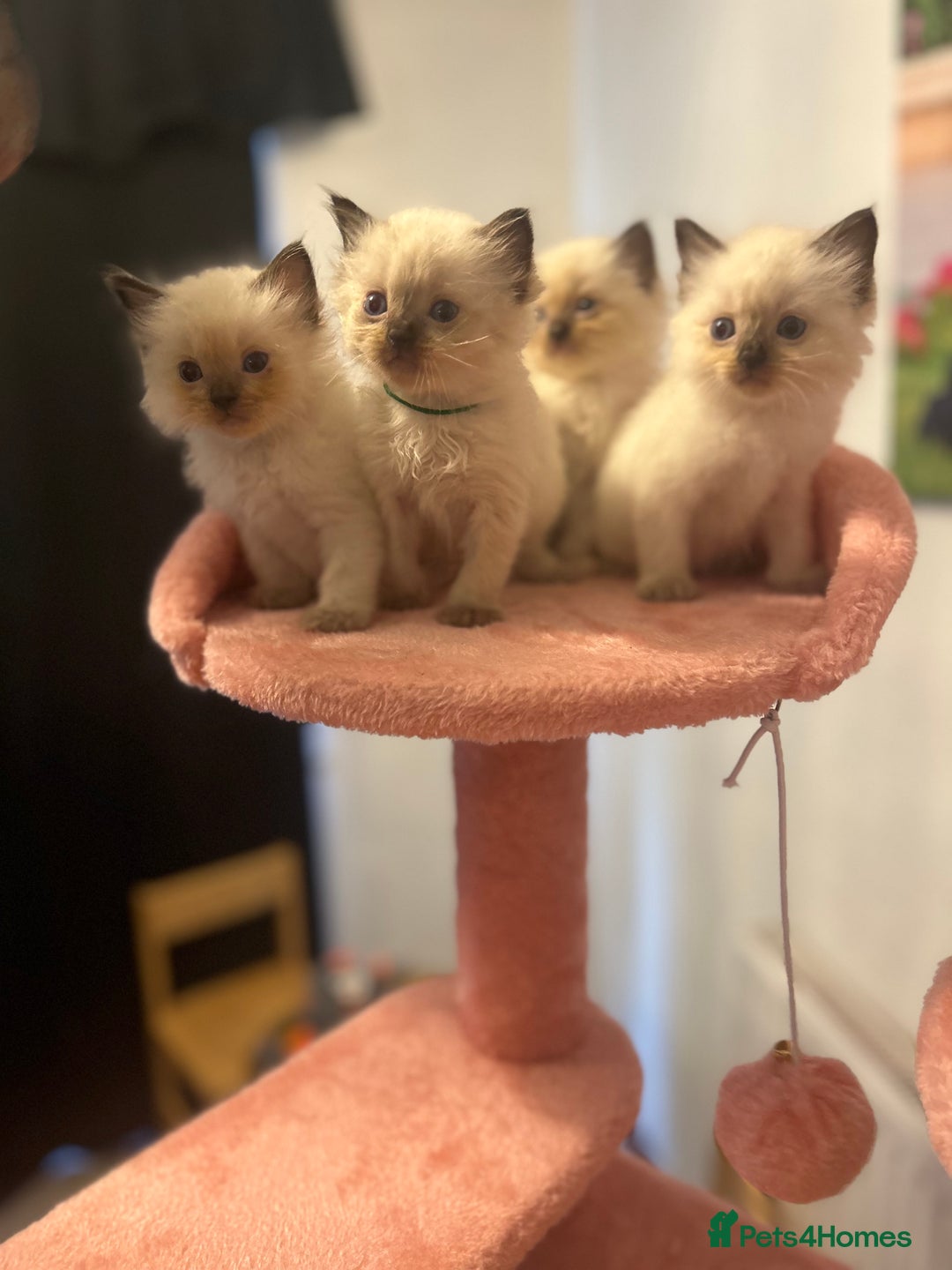 Ragdoll cats for sale: Christmas Ragdoll kitten dolls available  - Image 13