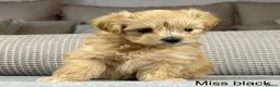 Maltipoo dogs for sale: A BEAUTIFUL ARRAY OF COLOURS AND LOVELINESS  - Advert 17
