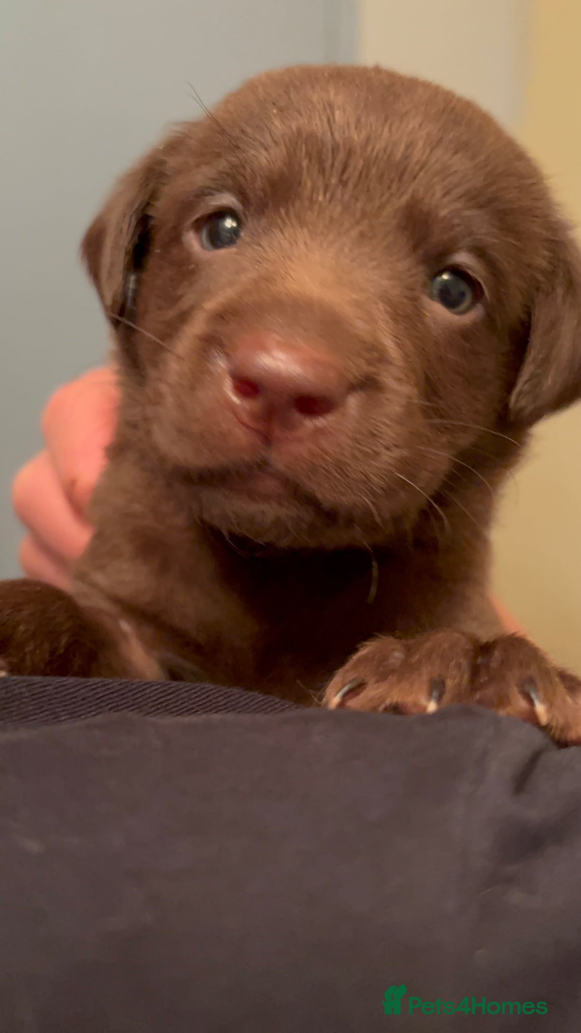 Labrador Retriever dogs for sale: Beautiful Pedigree Lab Puppies For Sale! - Advert 1