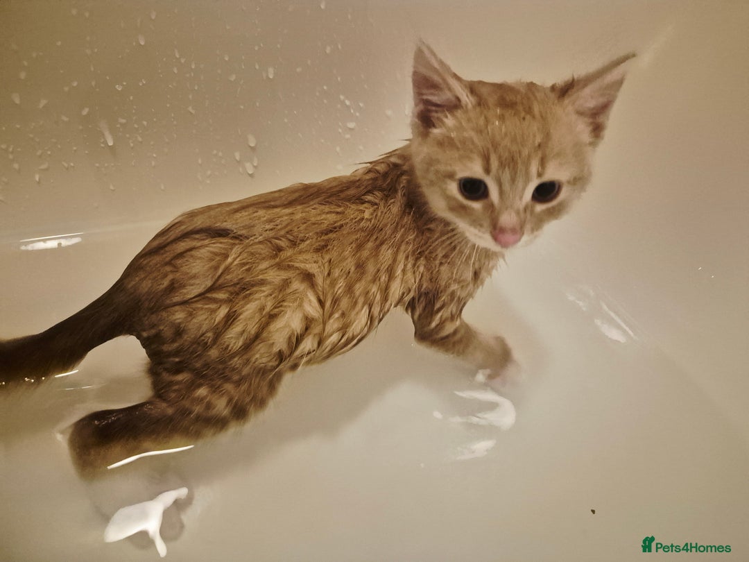 Mixed Breed cats for sale: Ginger kitten male left  - Image 5