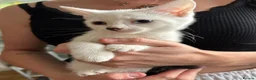 Mixed Breed cats for sale: 2 beautiful kittens for sale  - Advert 6