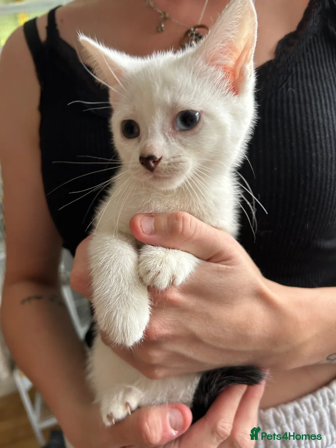 Mixed Breed cats for sale: 2 beautiful kittens for sale  - Advert 6