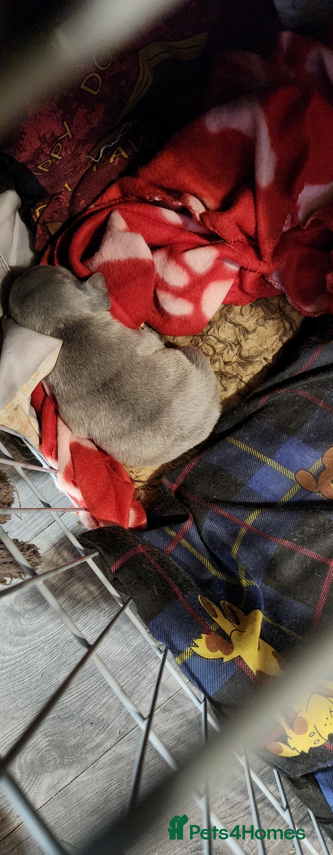 French Bulldog dogs for sale: French bulldog  - Advert 6