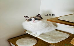 Ragdoll cats for sale: Beautiful ragdoll kittens - Image 14
