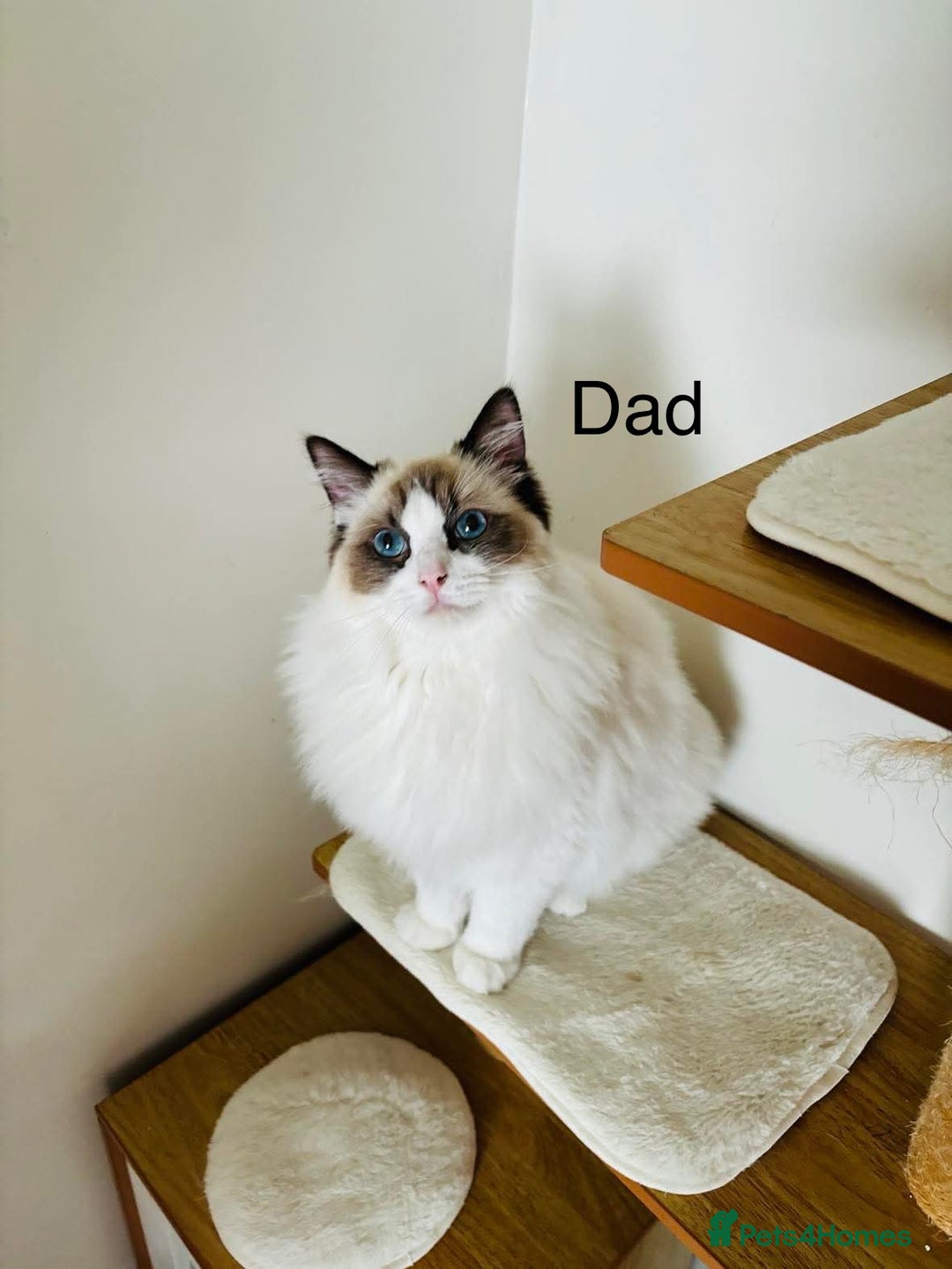 Ragdoll cats for sale: Beautiful ragdoll kittens - Image 14