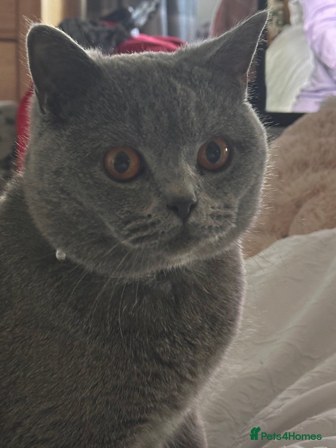 Scottish Fold cats for sale: Adorable Scottish Fold kittens, chocolate & Blue❤️ - Advert 11