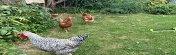 Chickens poultry for sale: Chickens for sale hens and rooster in London - Advert 5