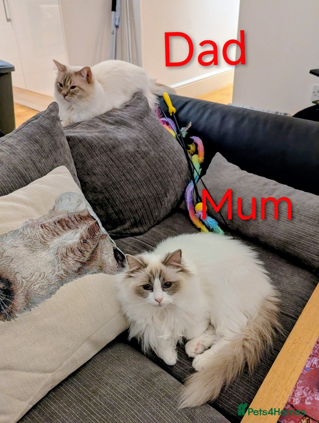 Ragdoll cats for sale: Ready Pedigree Lilac (Rare) Ragdoll Kittens - Image 15