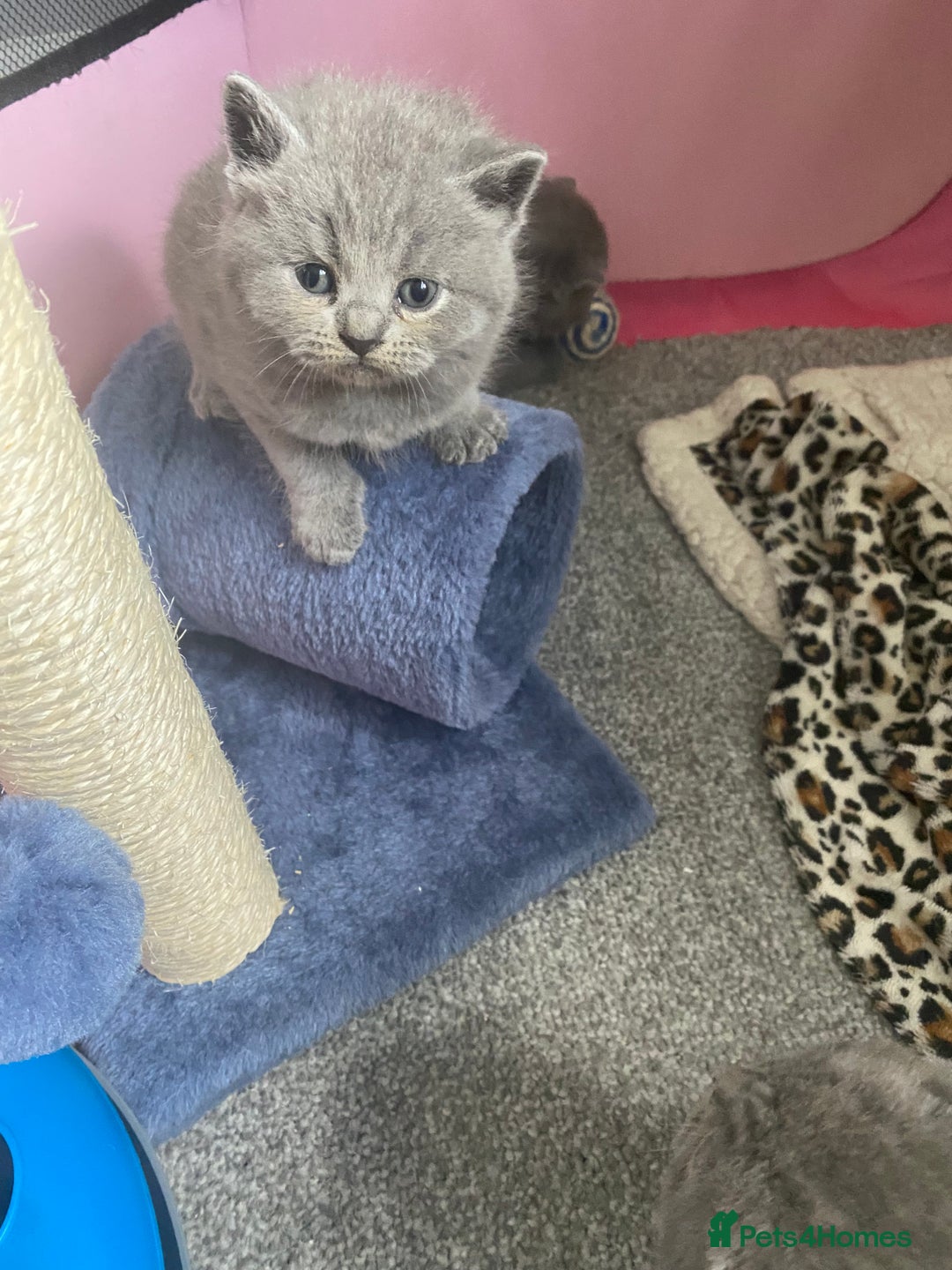 British Shorthair cats for sale: GCCF Outstanding British Short Hair kitten  - Image 17