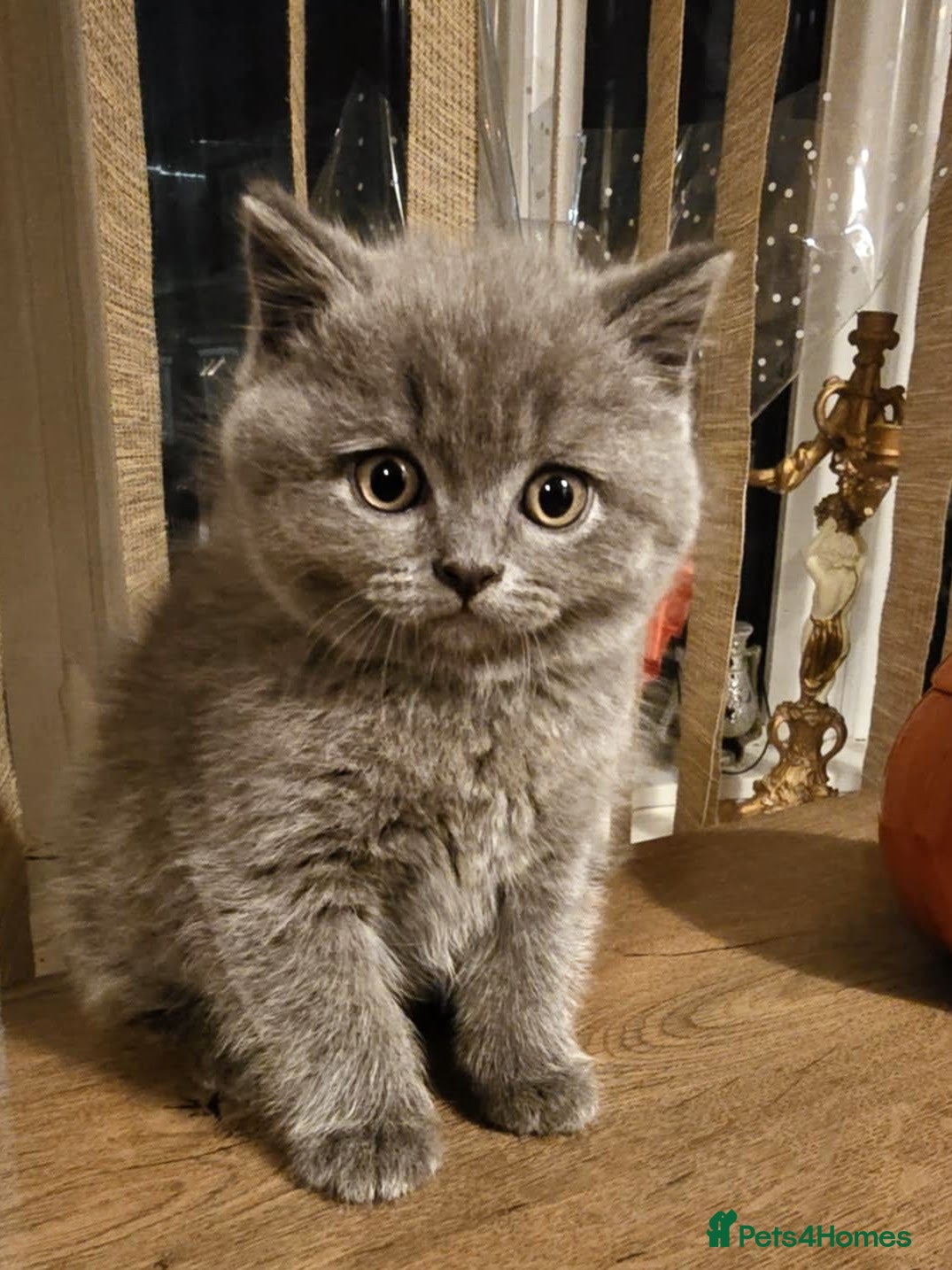 British Shorthair cats British shorthair  - Advert 10