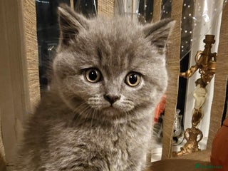 British Shorthair cats British shorthair - Advert 10