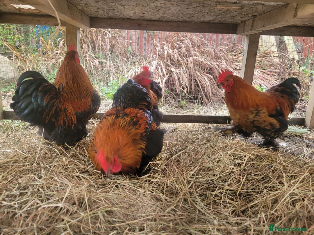 Chickens poultry for sale: Banty Cockerells - Advert 2