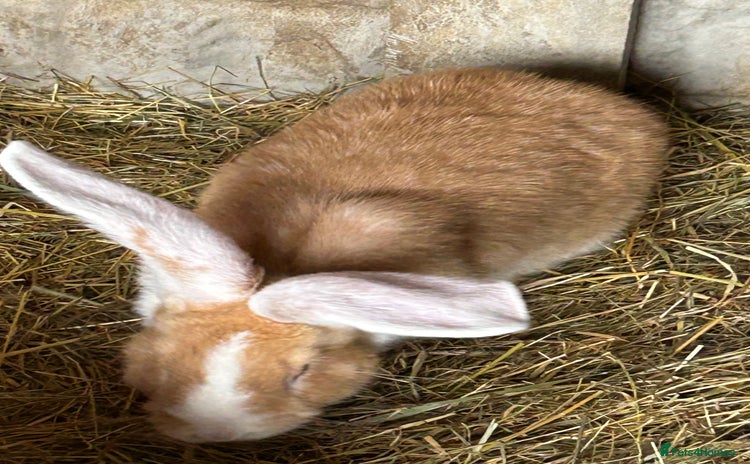 Continental Giant rabbits - Advert 2