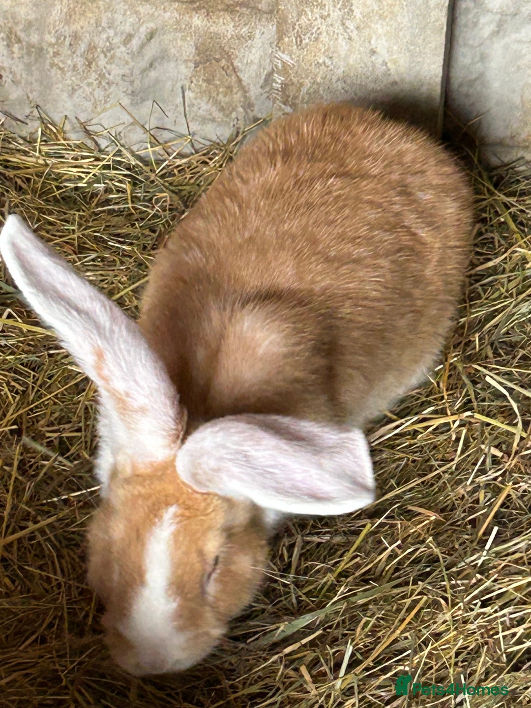 Continental Giant rabbits for sale: White Eared Continental Giant Buck & Doe READY NOW - Image 1