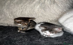 Domestic Shorthair cats for sale: Beautiful grey and white kittens  - Image 4