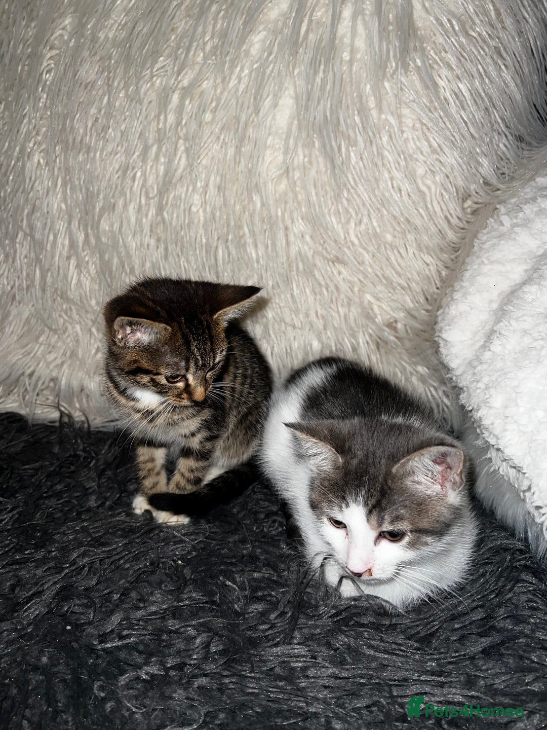 Domestic Shorthair cats for sale: Beautiful grey and white kittens  - Image 4