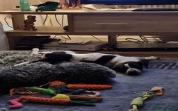 Mixed Breed dogs for sale: Lexie to home - Image 2