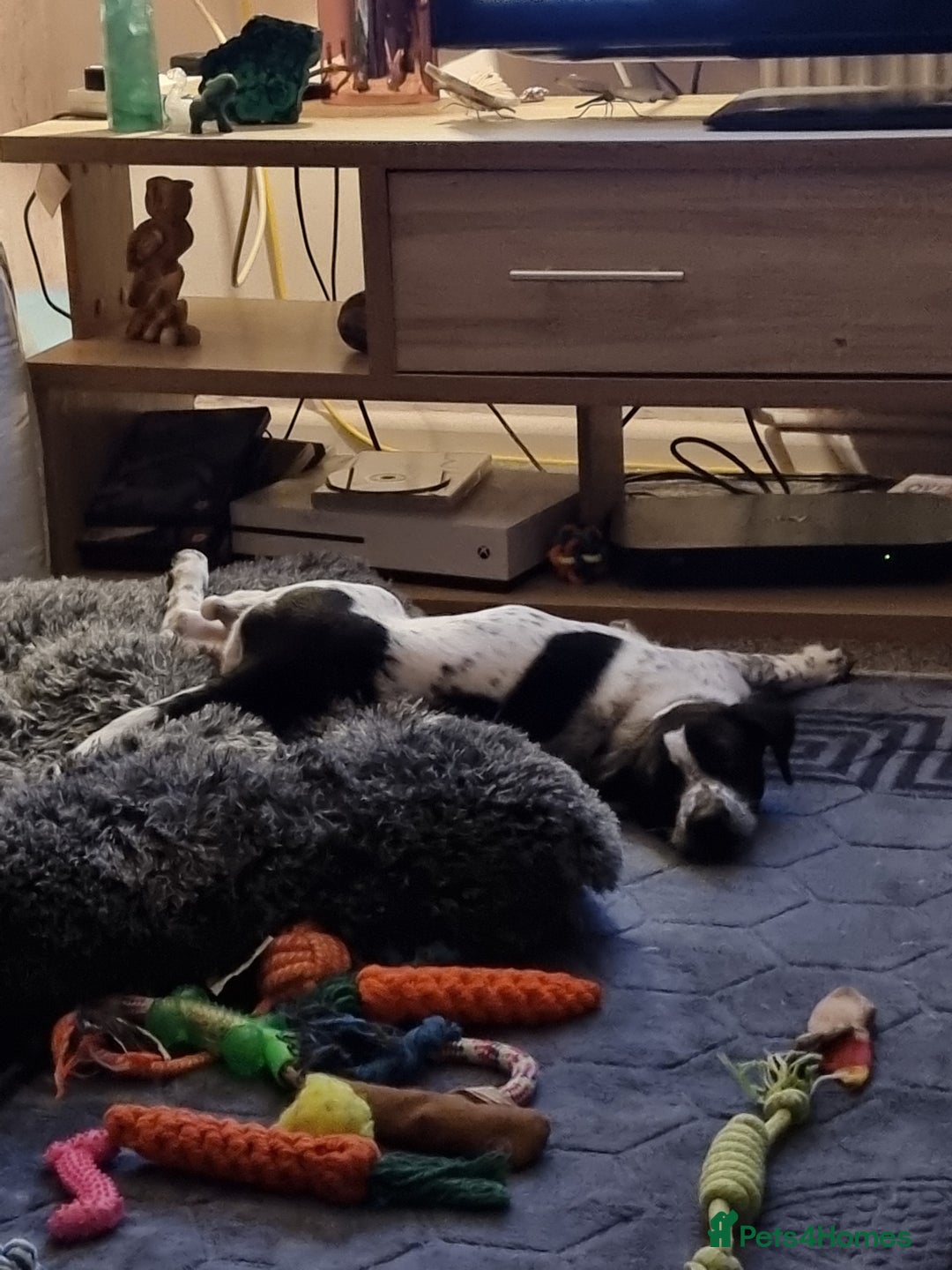 Mixed Breed dogs for sale: Lexie to home - Image 2