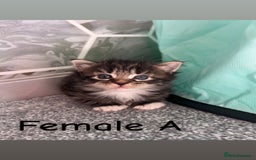 British Shorthair cats for sale: ✨Adorable kittens looking for their forever homes✨ - Image 5