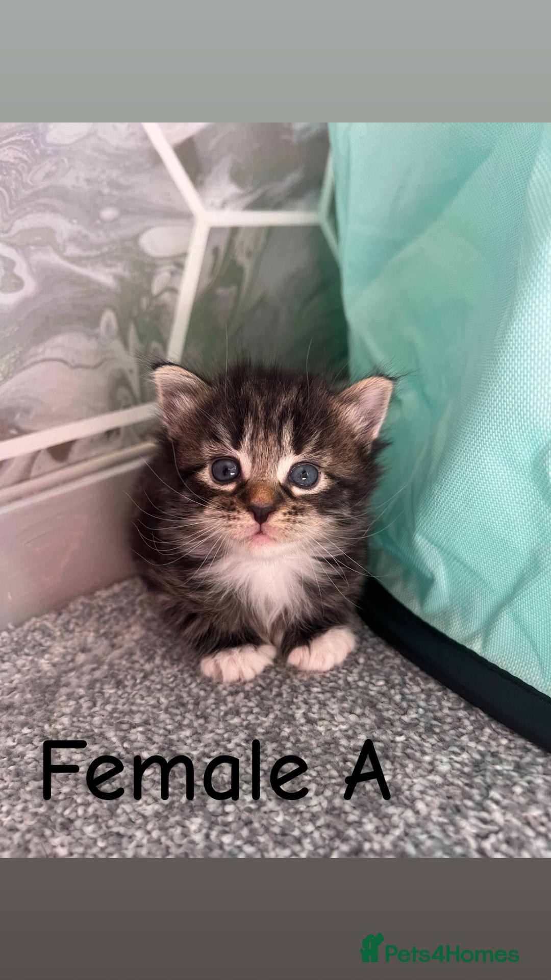 British Shorthair cats for sale: ✨Adorable kittens looking for their forever homes✨ - Image 5
