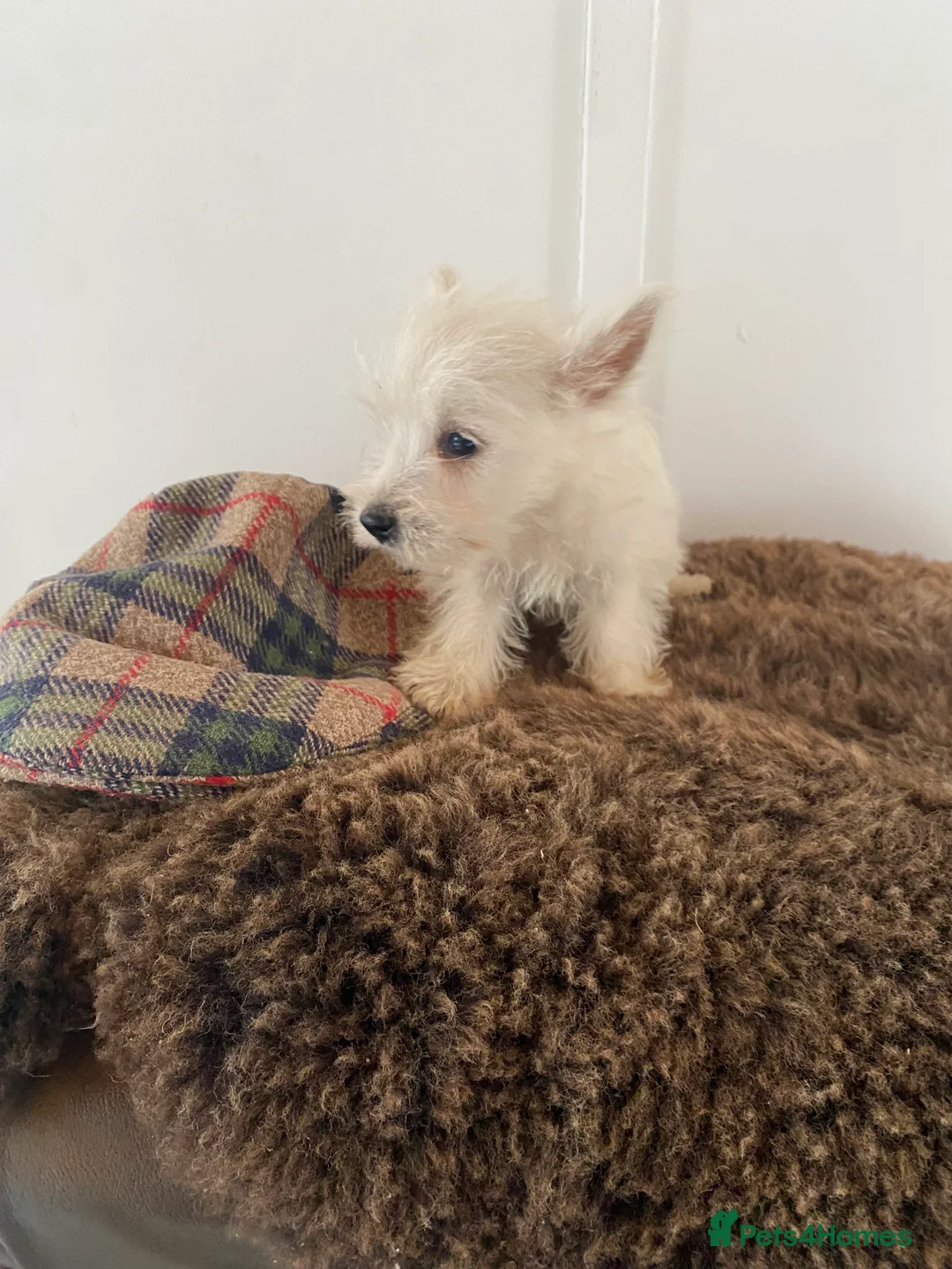 West Highland Terrier dogs for sale: West highland terrier  - Advert 21