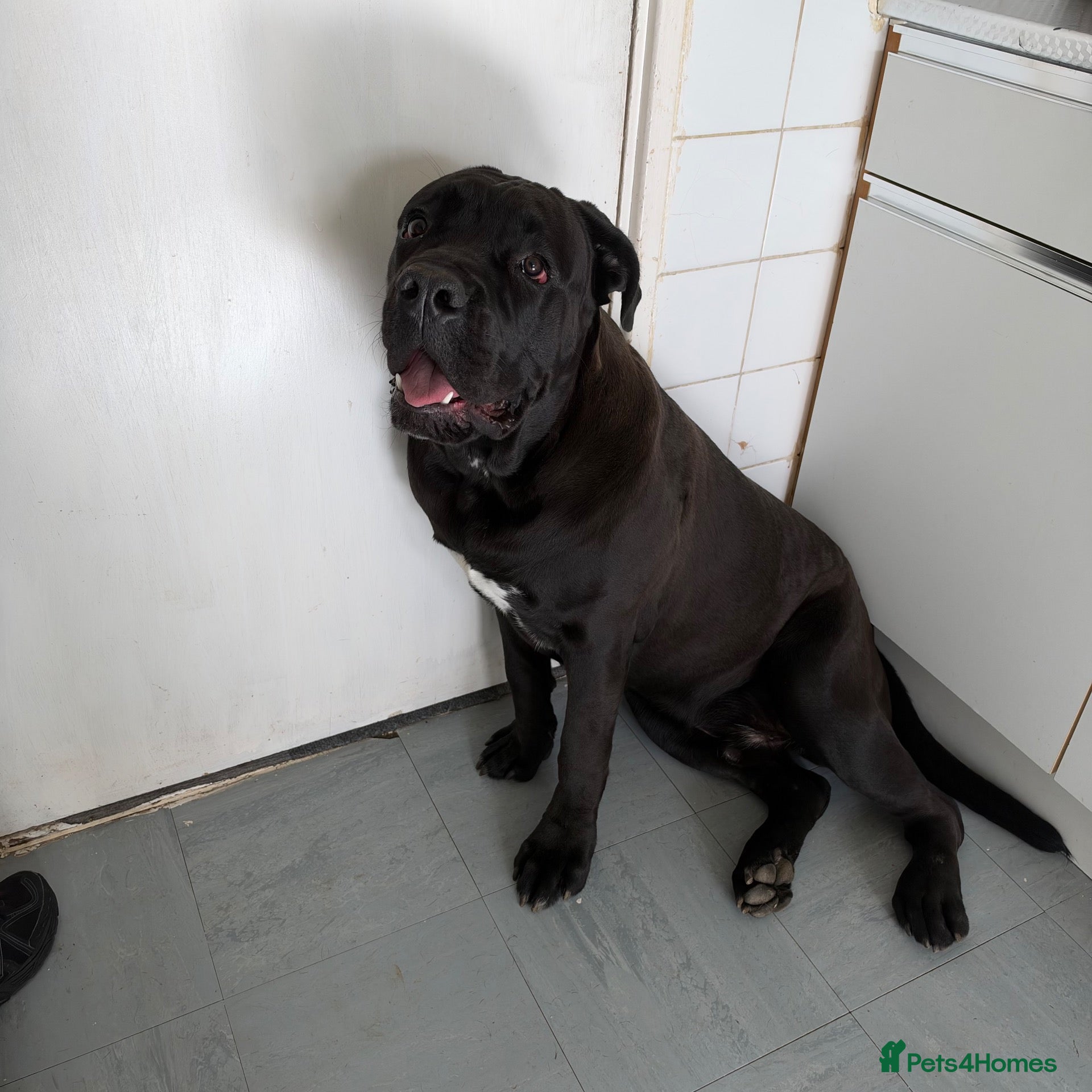 Cane Corso dogs Need rehome for cane corso - Advert 9