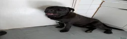 Cane Corso dogs for sale: Need rehome for cane corso 8 month old  - Advert 1