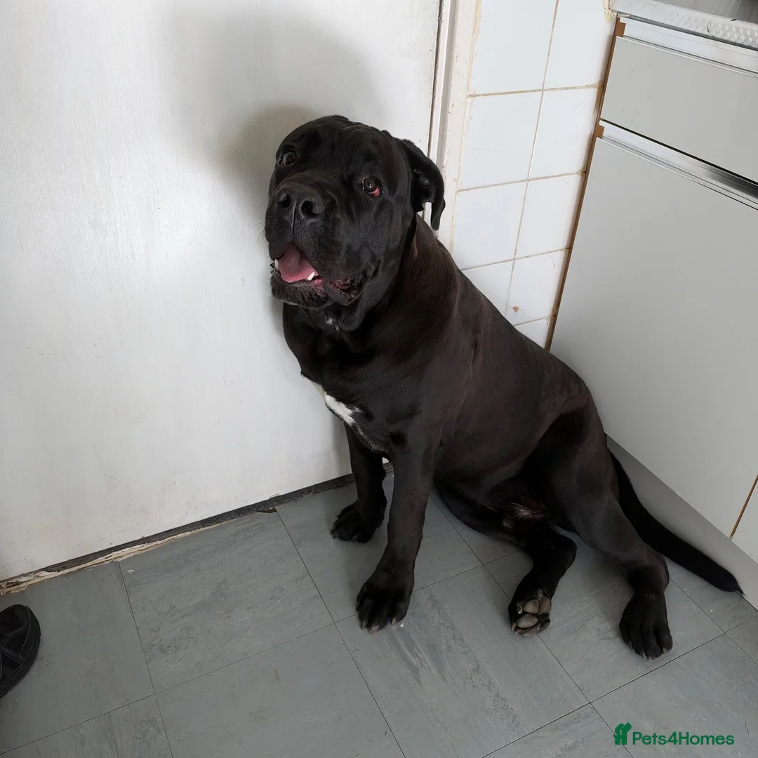 Cane Corso dogs for sale: Need rehome for cane corso 8 month old  - Advert 1