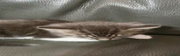 Mixed Breed cats for sale: Kute kitten in Manchester - Advert 9