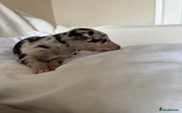 Whippet dogs for sale: Whippet/bedlington + whippet/collie - Image 2