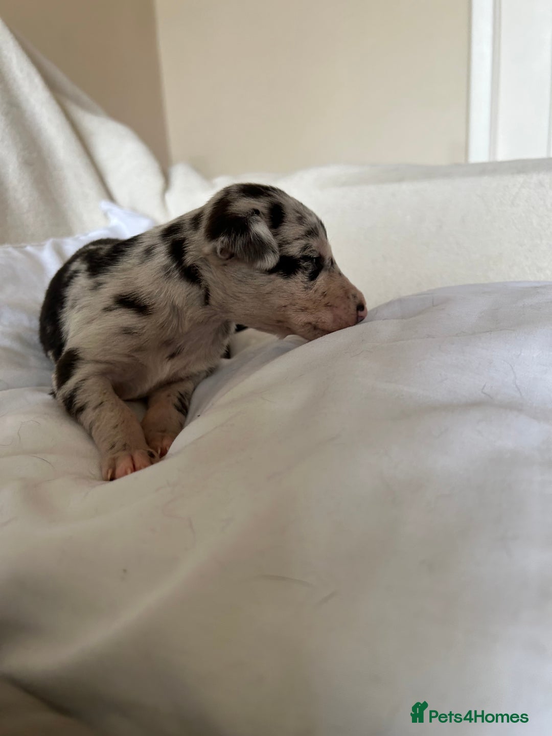 Whippet dogs for sale: Whippet/bedlington + whippet/collie - Image 2