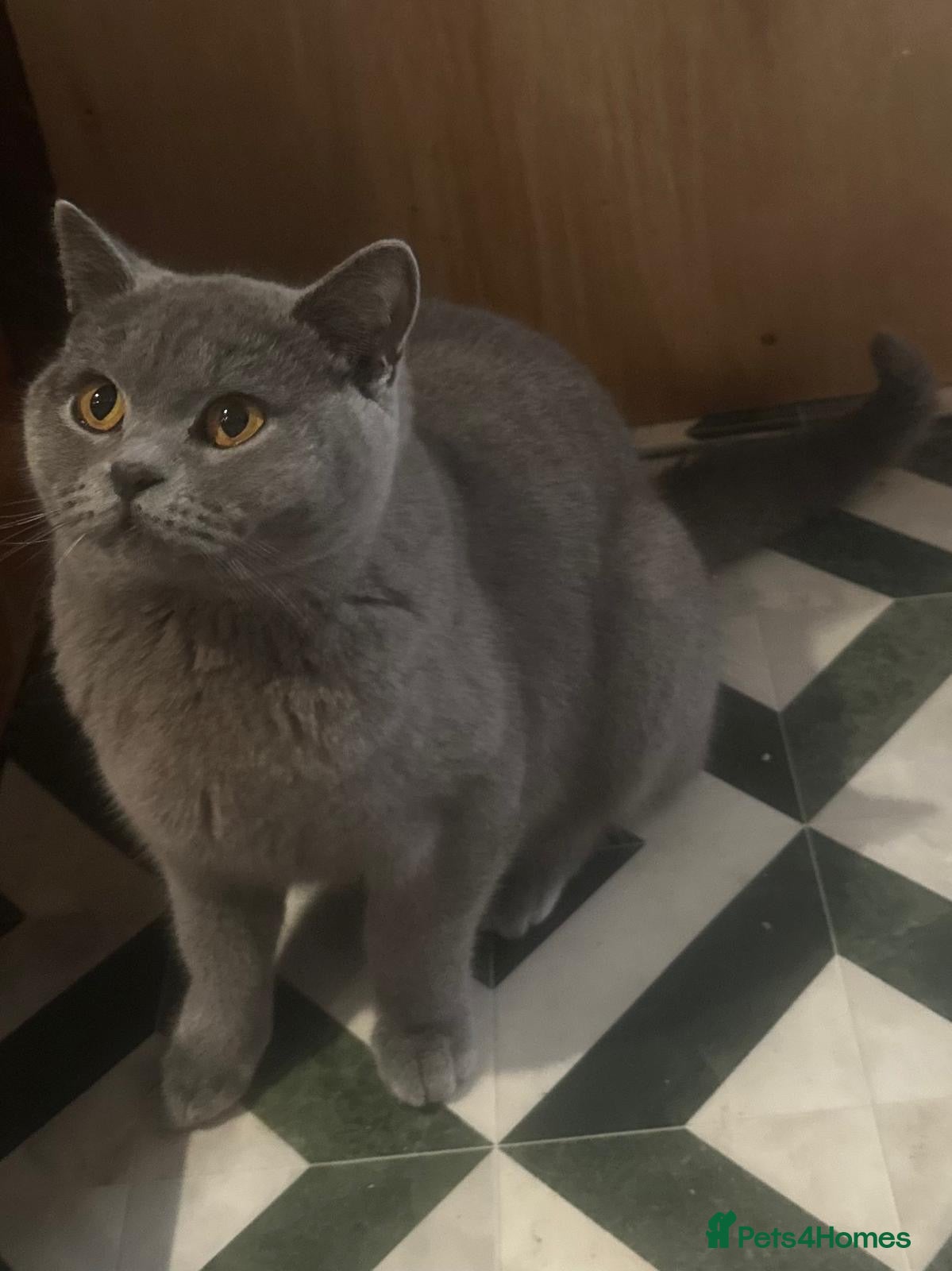 British Shorthair cats Gorgeous blue british shorthair  - Advert 3
