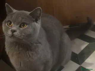 British Shorthair cats Gorgeous blue british shorthair - Advert 6