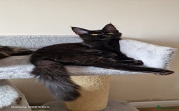 Maine Coon cats for sale: Pure Maine coon - Image 12