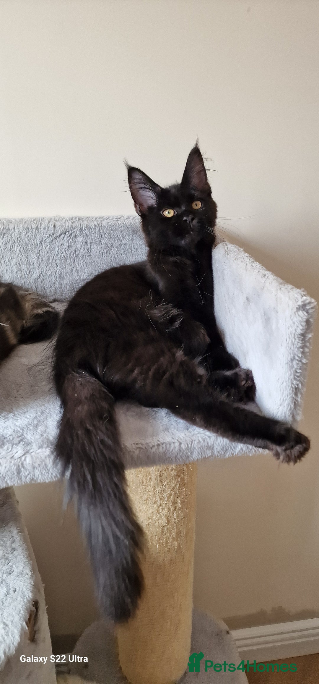Maine Coon cats for sale: Pure Maine coon - Image 12